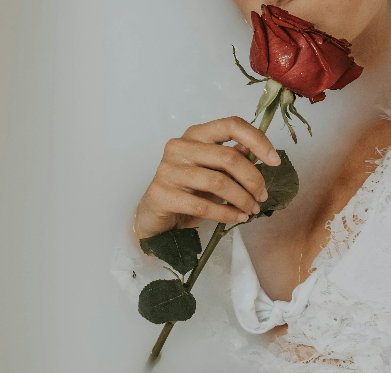 person holding red rose